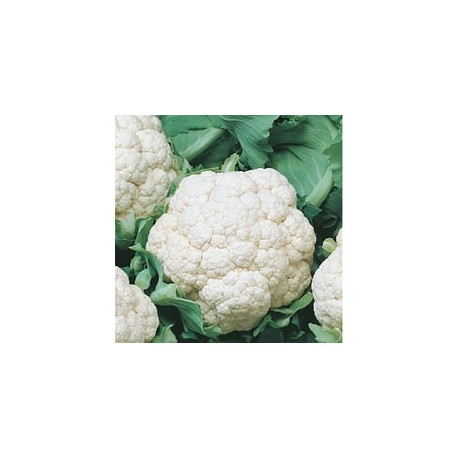 CAILLARD CHOU-FLEUR MERVEILLES TOUTES SAISONS [B]