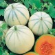 CAILLARD MELON CHARENTAIS [B]