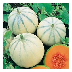 CAILLARD MELON CHARENTAIS [B]