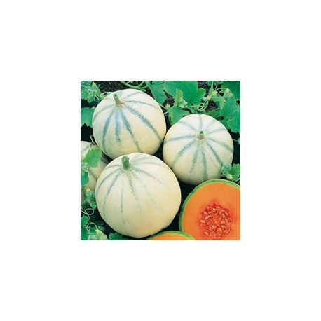 CAILLARD MELON CHARENTAIS [B]