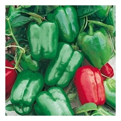 CAILLARD PIMENT DOUX POIVRON GORDO F1 [G]