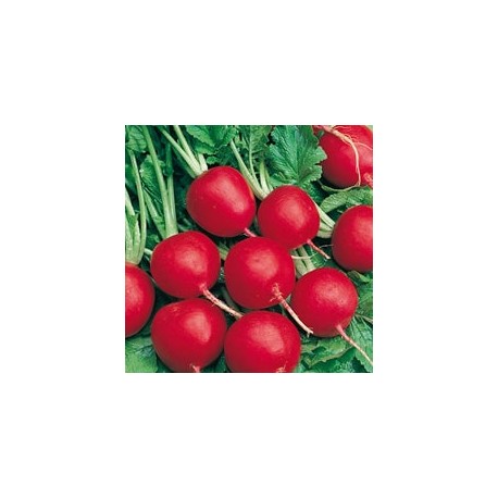 CAILLARD RADIS ROND ECARLATE HATIF [B]