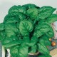 CAILLARD EPINARD VENETO [G]