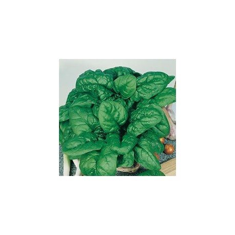 CAILLARD EPINARD VENETO [G]