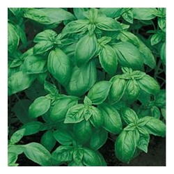 CAILLARD BASILIC GRAND VERT [D]