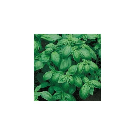 CAILLARD BASILIC GRAND VERT [D]