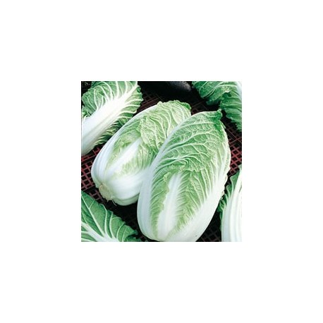 CAILLARD CHOU DE CHINE BLUES [G]