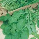 CAILLARD ROQUETTE CULTIVEE [D]