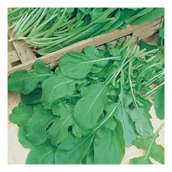 CAILLARD ROQUETTE CULTIVEE [D]