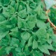 CAILLARD TETRAGONE CORNUE [D]