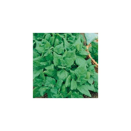 CAILLARD TETRAGONE CORNUE [D]