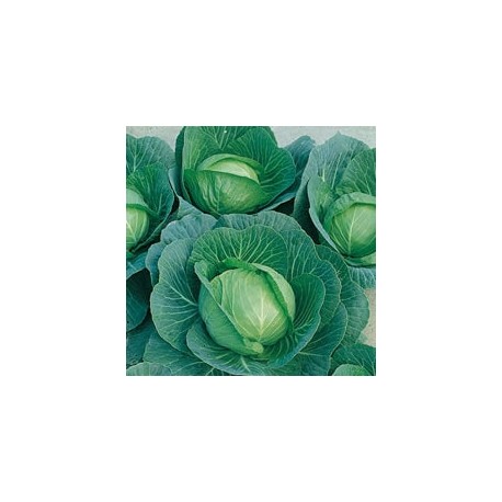 CAILLARD CHOU CABUS TETE PIERRE [G]