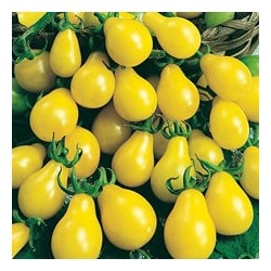 CAILLARD TOMATE YELLOW PEARSHAPED [D]