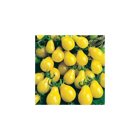 CAILLARD TOMATE YELLOW PEARSHAPED [D]