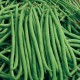 CAILLARD HARICOT NAIN FIN DE BAGNOLS [6]
