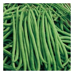 CAILLARD HARICOT NAIN FIN DE BAGNOLS [6]