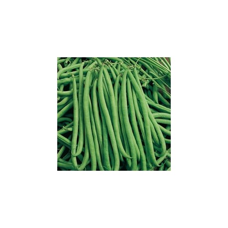 CAILLARD HARICOT NAIN FIN DE BAGNOLS [6]