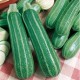CAILLARD COURGETTE VERTE NON COUREUSE ITALIE [A]