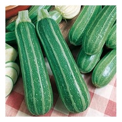 CAILLARD COURGETTE VERTE NON COUREUSE ITALIE [A]
