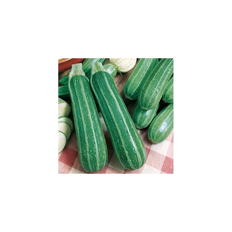 CAILLARD COURGETTE VERTE NON COUREUSE ITALIE [A]