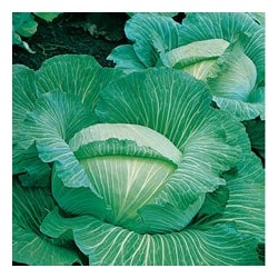CAILLARD CHOU CABUS QUINTAL ALSACE [B]