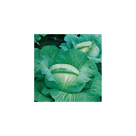 CAILLARD CHOU CABUS QUINTAL ALSACE [B]