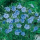 CAILLARD LIN VIVACE BLEU [B]