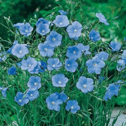 CAILLARD LIN VIVACE BLEU [B]