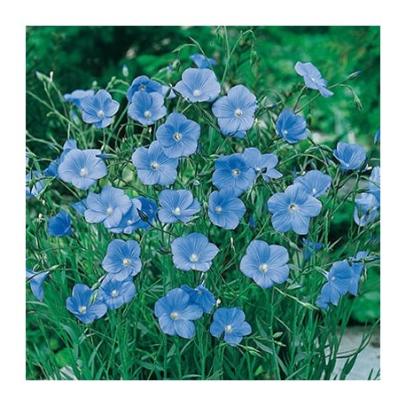CAILLARD LIN VIVACE BLEU [B]
