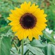 CAILLARD SOLEIL TOURNESOL [B]
