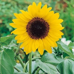 CAILLARD SOLEIL TOURNESOL [B]