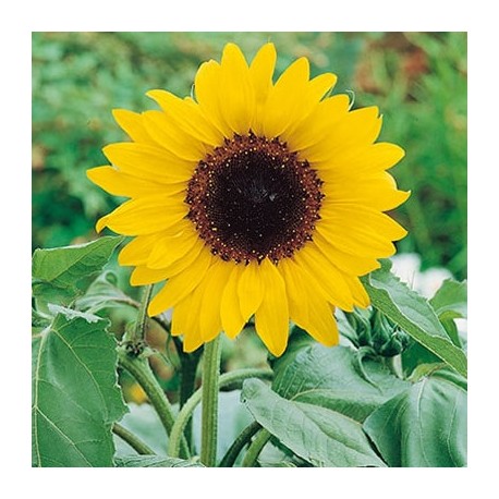 CAILLARD SOLEIL TOURNESOL [B]