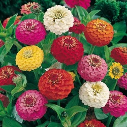 CAILLARD ZINNIA LILLIPUT [B]
