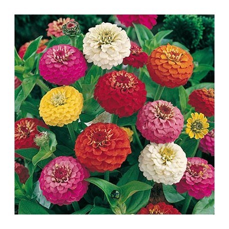 CAILLARD ZINNIA LILLIPUT [B]