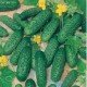 CAILLARD CORNICHON VERT PETIT PARIS [B]