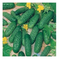 CAILLARD CORNICHON VERT PETIT PARIS [B]