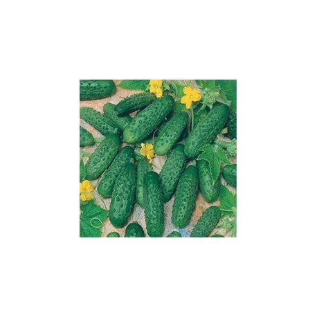 CAILLARD CORNICHON VERT PETIT PARIS [B]
