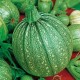 CAILLARD COURGETTE RONDE NICE [D]