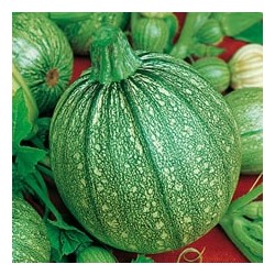 CAILLARD COURGETTE RONDE NICE [D]
