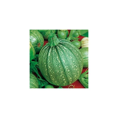 CAILLARD COURGETTE RONDE NICE [D]