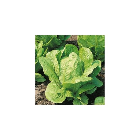 CAILLARD LAITUE ROMAINE BLONDE [B]