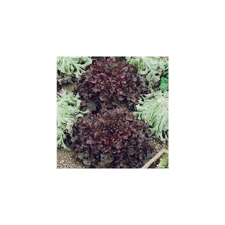 CAILLARD LAITUE RED SALAD BOWL [D]