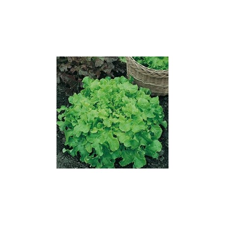 CAILLARD LAITUE SALAD BOWL [D]