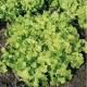 CAILLARD LAITUE FEUILLE CHENE BLONDE [A]