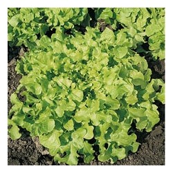 CAILLARD LAITUE FEUILLE CHENE BLONDE [A]