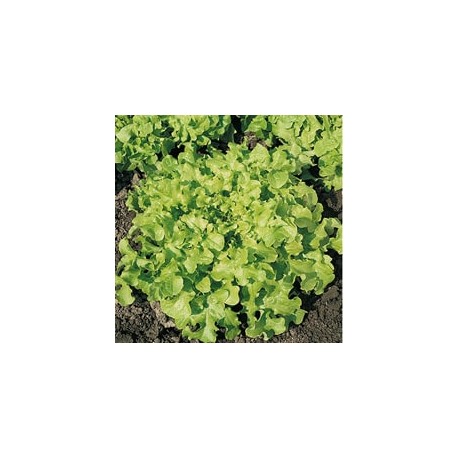 CAILLARD LAITUE FEUILLE CHENE BLONDE [A]