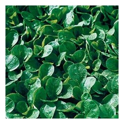 CAILLARD MACHE PALMARES / PALACE [G]
