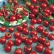 CAILLARD TOMATE CERISE [D]