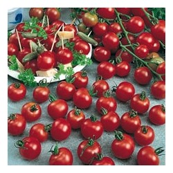 CAILLARD TOMATE CERISE [D]