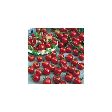 CAILLARD TOMATE CERISE [D]